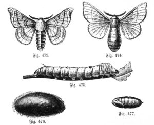 bombix mori gusano de seda